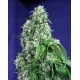 Big Devil F1 Fast Version Sweet Seeds 