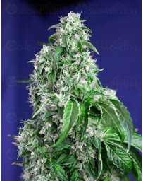 Big Devil F1 Fast Version Sweet Seeds 