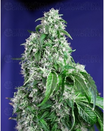 Big Devil F1 Fast Version Sweet Seeds 