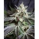 Black Jack F1 Fast Version Sweet Seeds