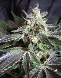 Black Jack F1 Fast Version Sweet Seeds