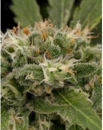 Strawberry Amnesia Dinafem