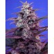 Bloody Skunk Sweet Seeds autofloreciente