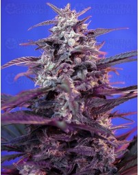 Bloody Skunk Sweet Seeds autofloreciente