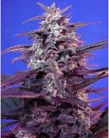 Bloody Skunk Sweet Seeds autofloreciente