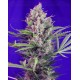 Cram Mandarine F1 Fast Version Sweet Seeds