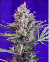 Cram Mandarine F1 Fast Version Sweet Seeds