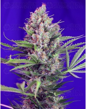 Cram Mandarine F1 Fast Version Sweet Seeds