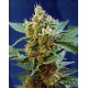 Cream Mandarine XL Sweet Seeds autofloreciente