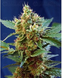 Cream Mandarine XL Sweet Seeds autofloreciente