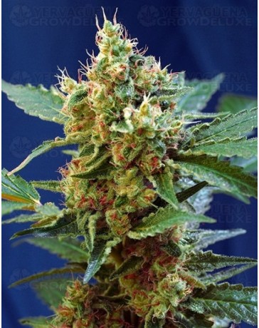 Cream Mandarine XL Sweet Seeds autofloreciente