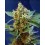 Cream Mandarine XL Sweet Seeds autofloreciente