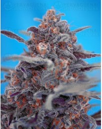 Devil Cream Sweet Seeds autofloreciente