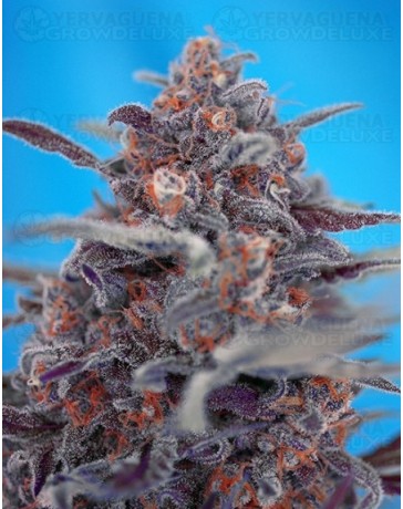 Devil Cream Sweet Seeds autofloreciente