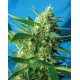 Ice Cool Sweet Seeds Autofloreciente