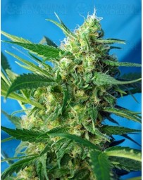 Ice Cool Sweet Seeds Autofloreciente