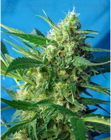 Ice Cool Sweet Seeds Autofloreciente