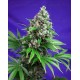 Killer Kush F1 Fast Version Sweet Seeds