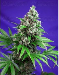 Killer Kush F1 Fast Version Sweet Seeds