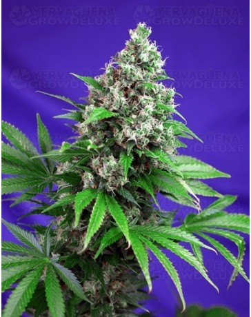 Killer Kush F1 Fast Version Sweet Seeds