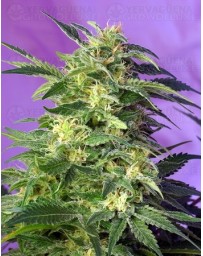 Killer Kush Sweet Seeds Autofloreciente