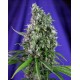 Sweet Trainwreck Sweet Seeds Autofloreciente