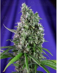 Sweet Trainwreck Sweet Seeds Autofloreciente