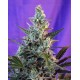 Sweet Skunk F1 Fast Version Sweet Seeds 