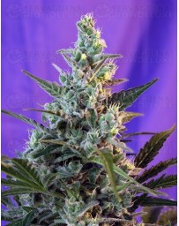 Sweet Skunk F1 Fast Version Sweet Seeds