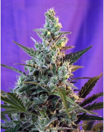 Sweet Skunk F1 Fast Version Sweet Seeds 