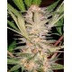 SAD Sweet Afghani Delicious F1 Fast Version Sweet Seeds