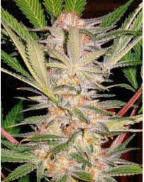 SAD Sweet Afghani Delicious F1 Fast Version Sweet Seeds