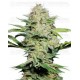 Sensi Skunk auto Sensi Seeds autofloreciente