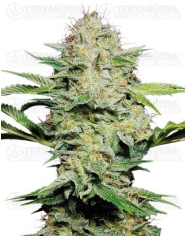 Sensi Skunk auto Sensi Seeds autofloreciente