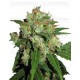 Sensi Skunk Sensi Seeds