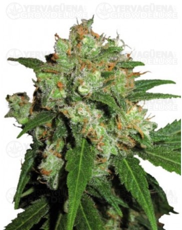 Sensi Skunk Sensi Seeds