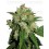 Sensi Skunk Sensi Seeds