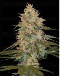 Chocolope Kush DNA Genetics