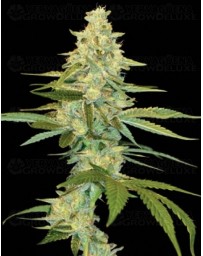 Cannalope Kush DNA Genetics