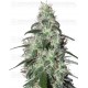 Pulsar Buddha Seeds 