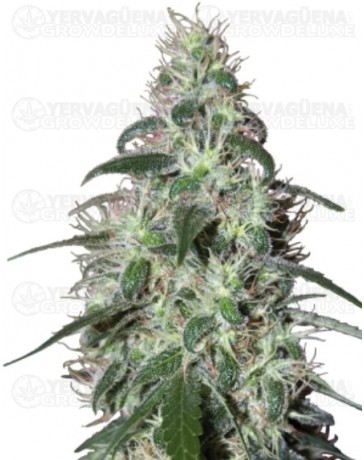 Pulsar Buddha Seeds 