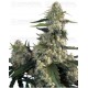 Quasar Buddha Seeds 5 Semillas