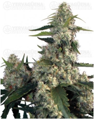 Quasar Buddha Seeds 5 Semillas