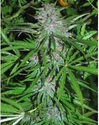 Panama Cannabiogen