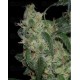 LA Cannalope DNA Genetics regular