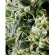 Himalaya Gold Green House