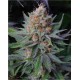 Lavender Soma Seeds regular