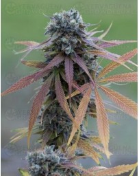 Blue Kush Dinafem autofloreciente
