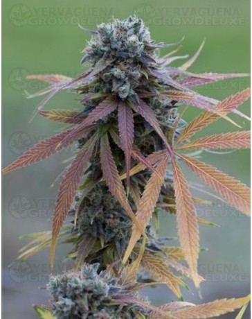 Blue Kush Dinafem autofloreciente