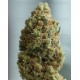 Blue Kush Dinafem autofloreciente